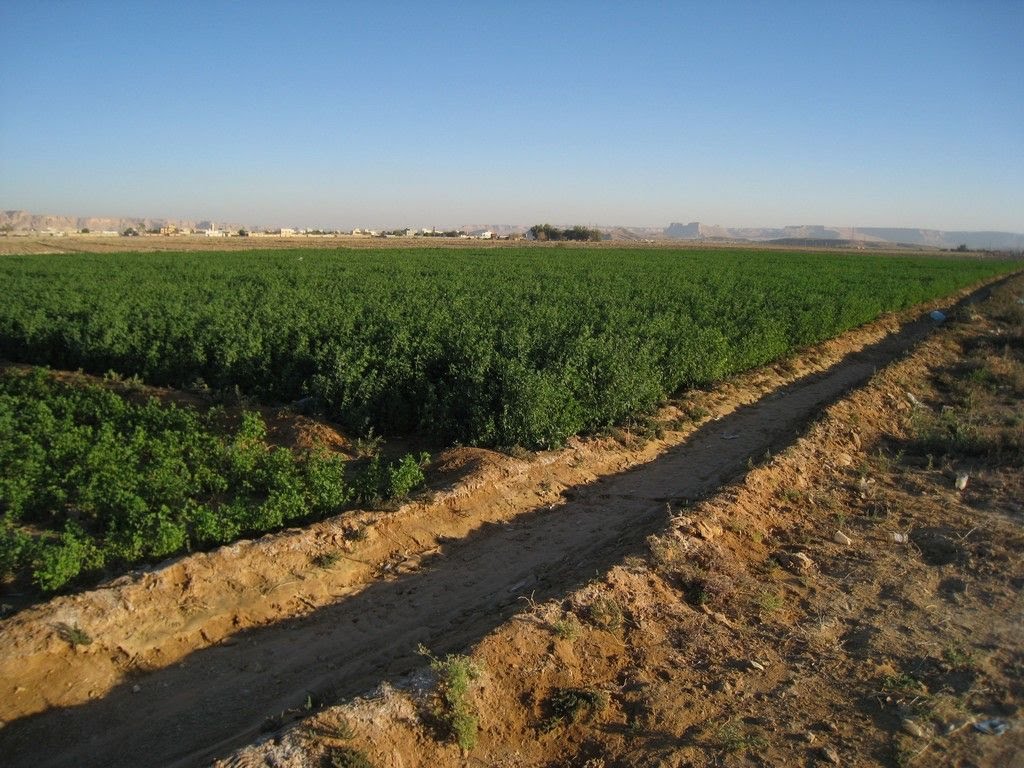 Beautiful farm, West of Riyadh 2010-12-03(李伟摄影) by Shutter