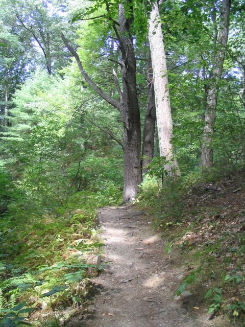 Path in the woods by barbara.slavin@comcast.net