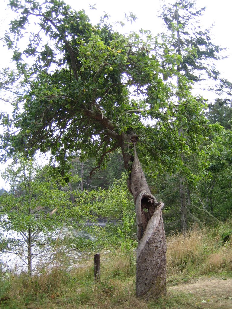 An old pear tree from a long forgotten orchard by Elysium