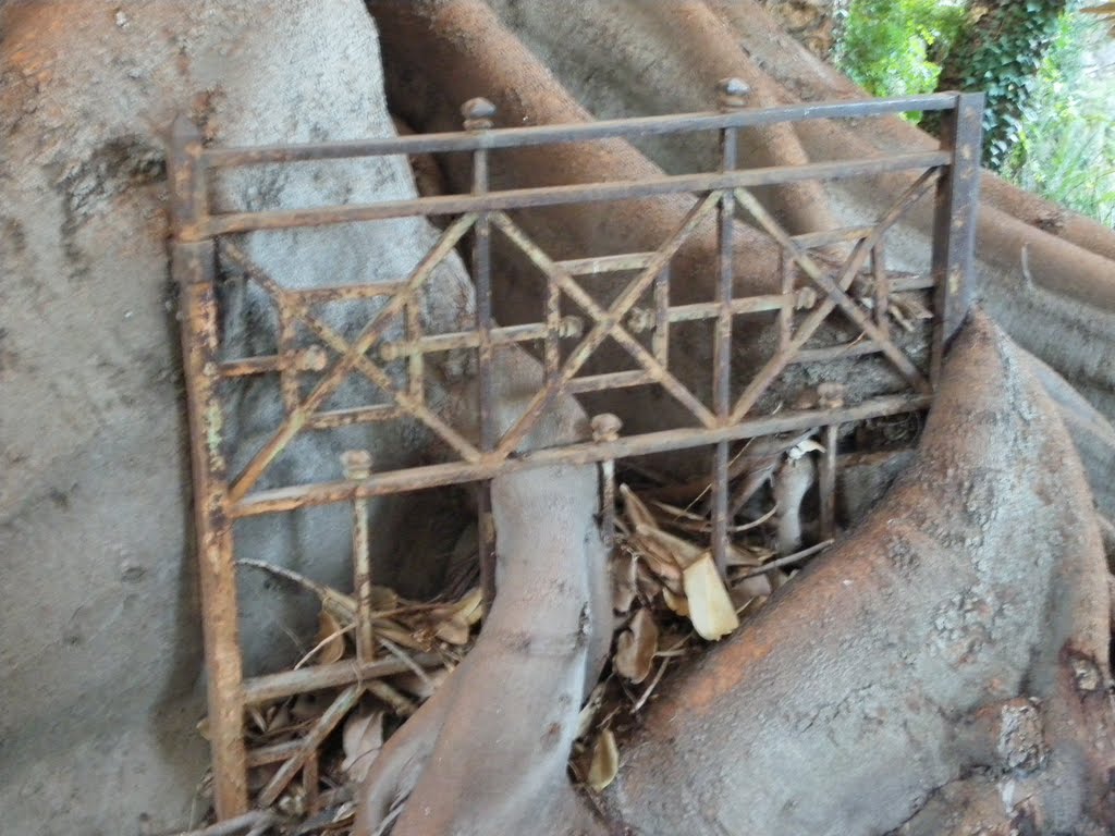 Bordighera-Museo Bicknell-ficus carceriere by albertoandsil