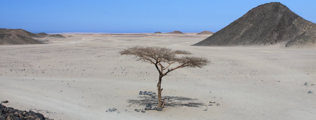 Lonely tree on Arabian Desert near Hurghada by Hanc Tomasz