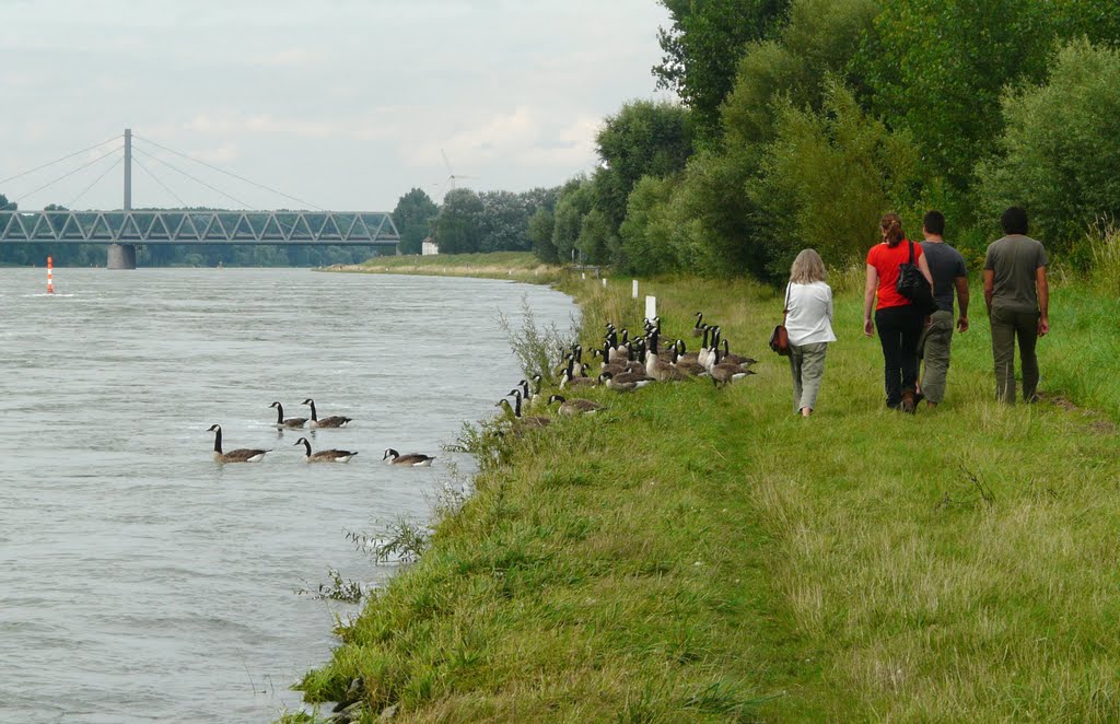 Walk on the rhine by doncalvo