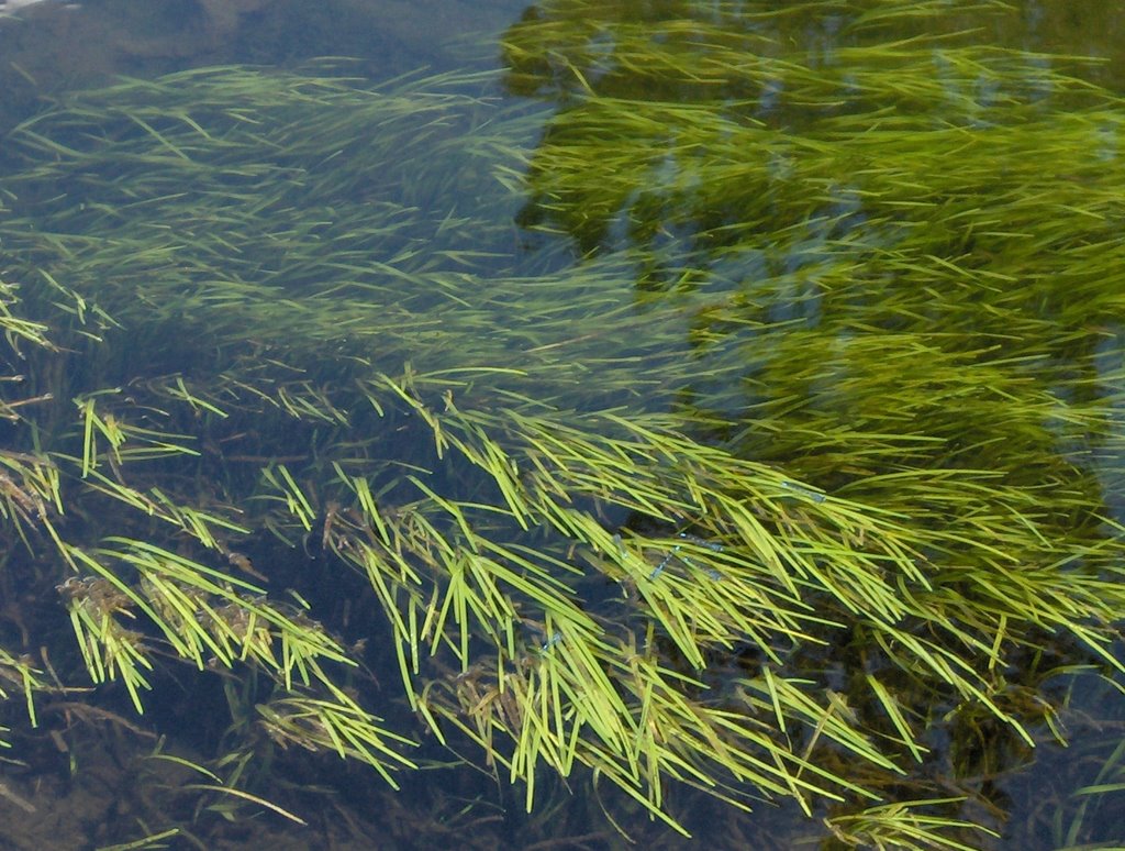 Little Blue Dragonflies on green grass in Shoshone Geyser Basin by Trevor H.