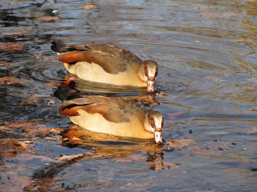 Ducks at Cohanzick Zoo by Chris Sanfino