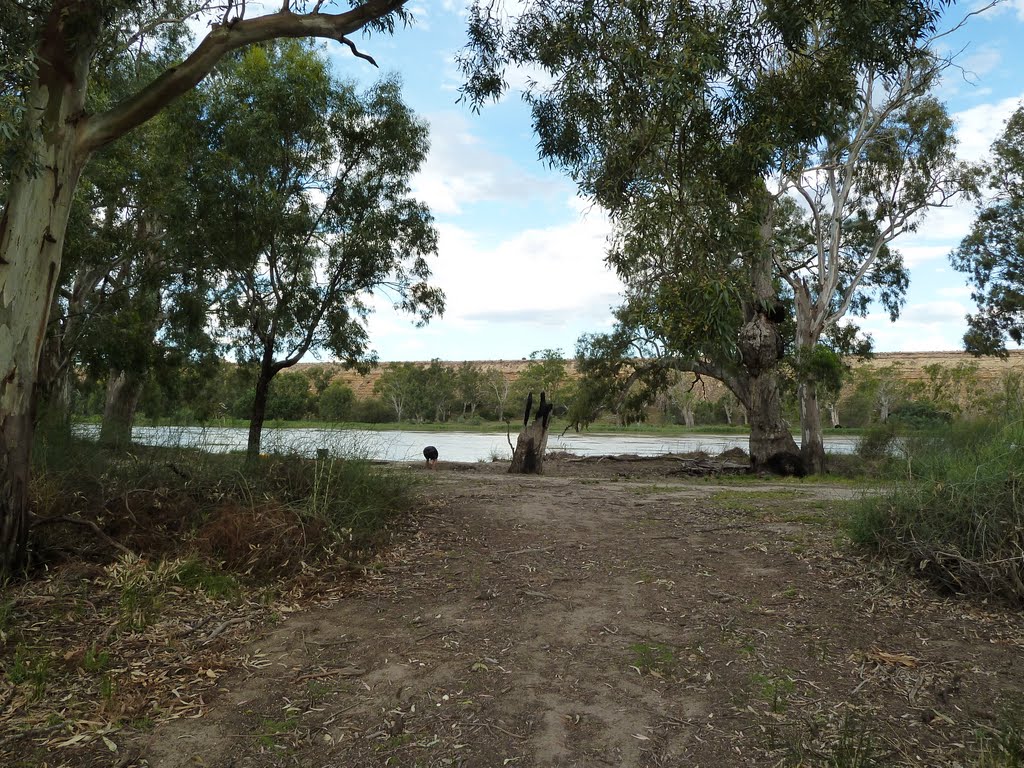 River Murray Campsite just out of Blanchtown by Matthew R Lee