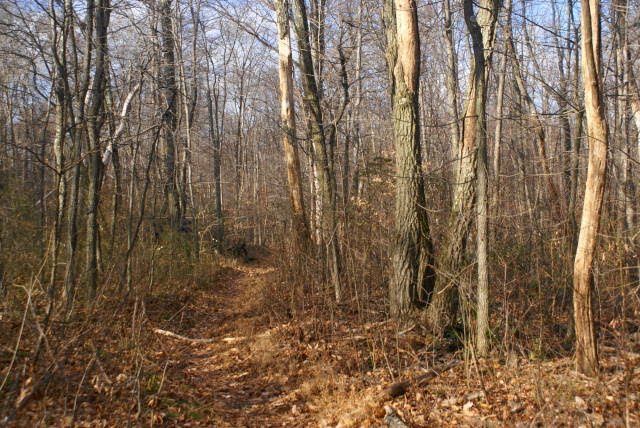 Buzzard Trail at French Creek State Park by EHJ666