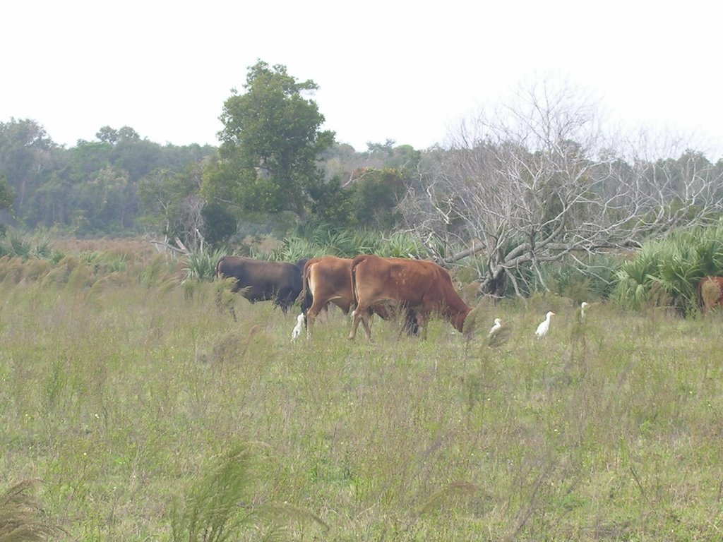 Florida Cattle Scene by SCBerry