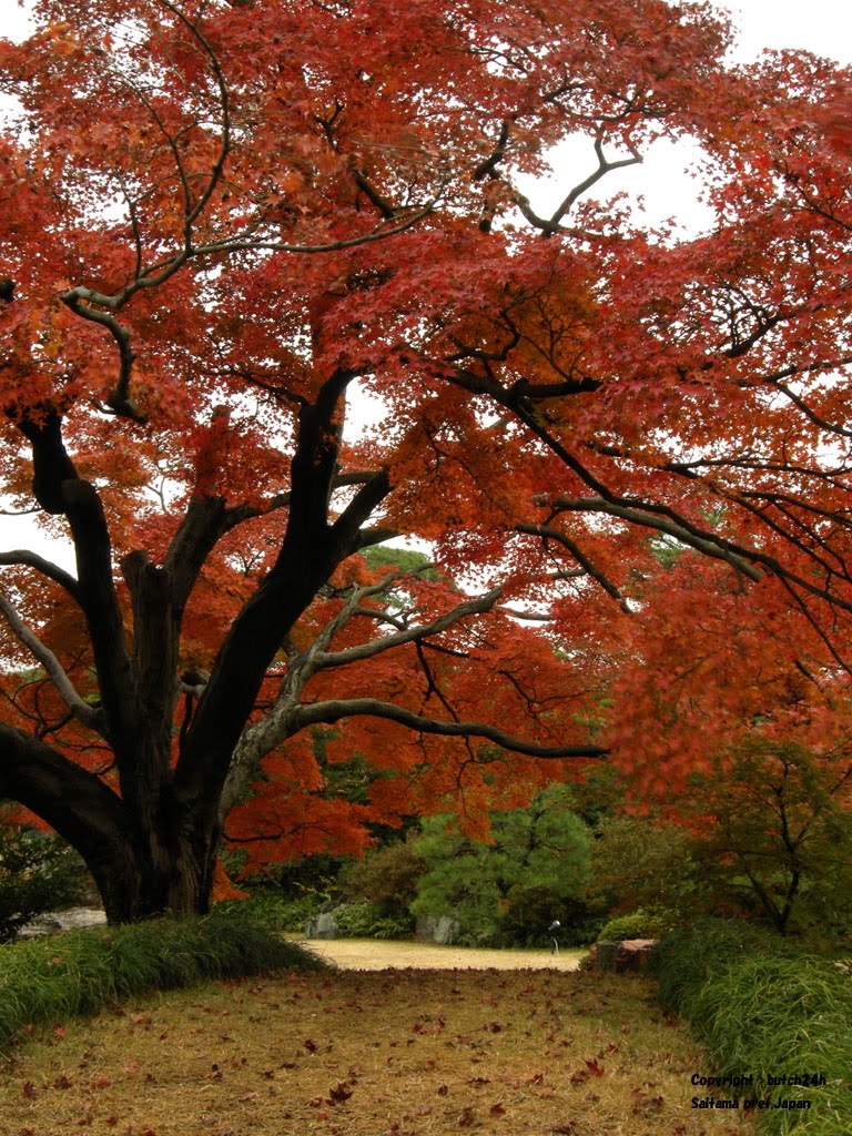 Rikugien Garden,Bunkyo Ward,30 Nov 2009　六义园（文京区）２００９年１１月３０日　六義園（文京区）２００９年１１月３０日 by butch24h