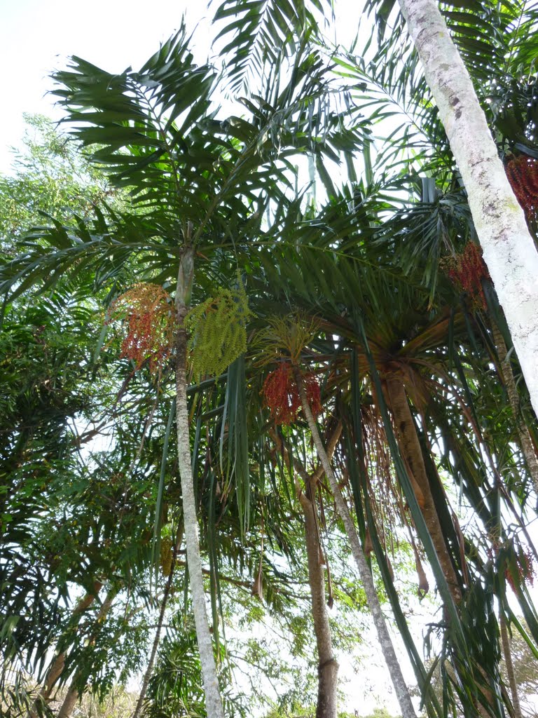 Various Palms along side of National Museum Sepik Haus Tambaran Building in WAIGANI area, Port Moresby, PNG, on 18-07-2010 by Peter John Tate