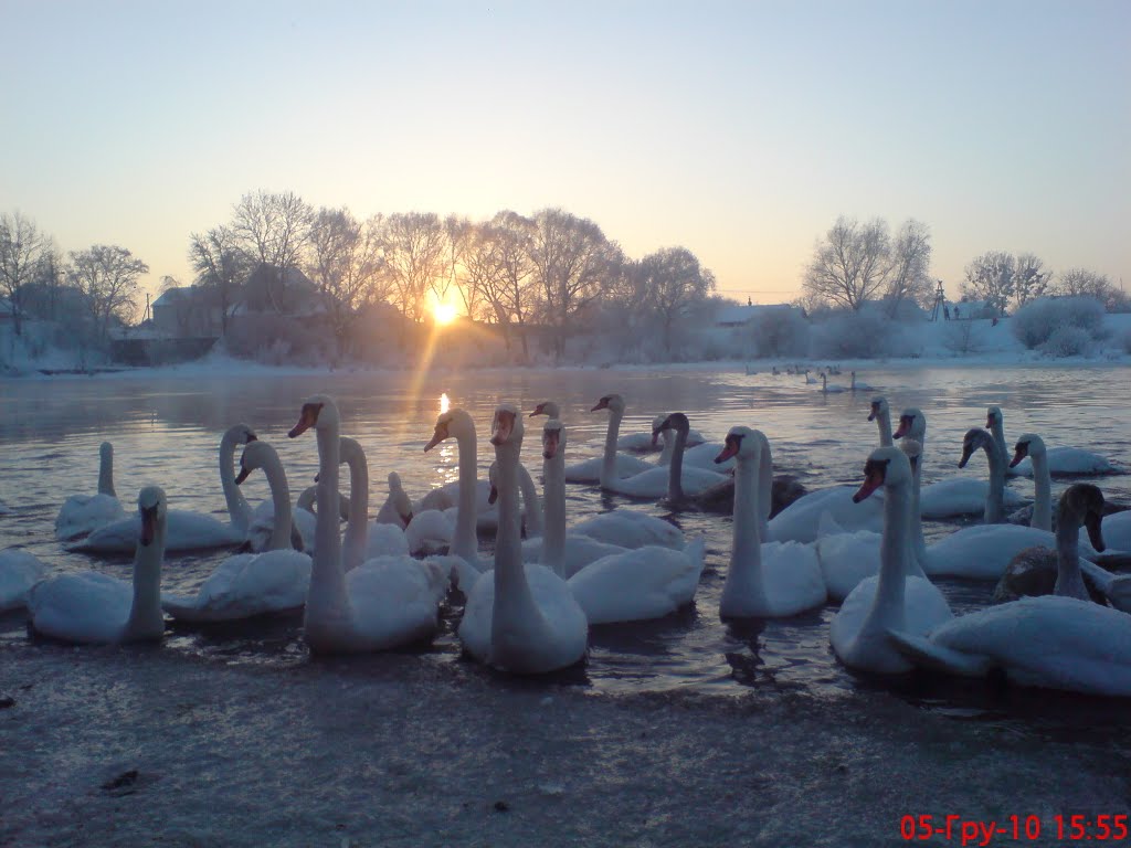 Swans in Sokal, Western Bug by Yuriy Mandzyak