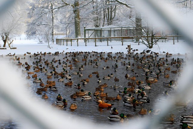 Vinter i Alingsås,Sweden,2010 by DESPINA MOUSAFIRI