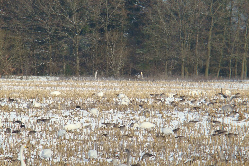 Perbøl, 6. dec. 2010, svaner på marken by Papkassen save panor…