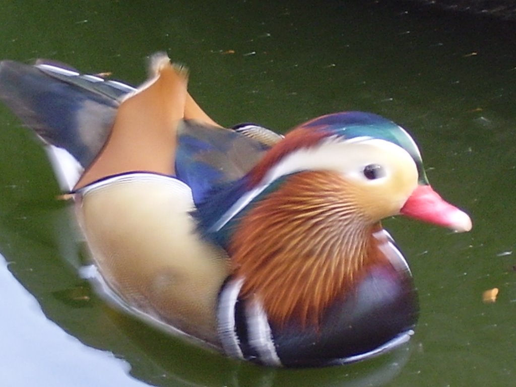 Colorful duck at the San Diego Zoo by Chris Dunaetz