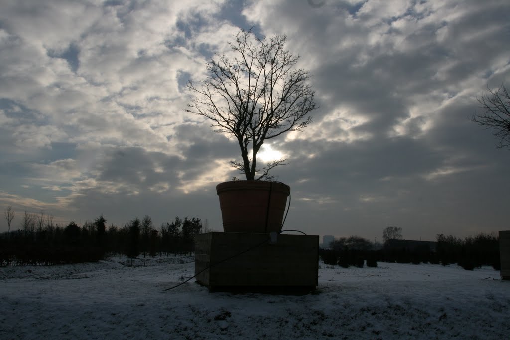 Pot in tegenlicht, De Bilt. by Carl030nl