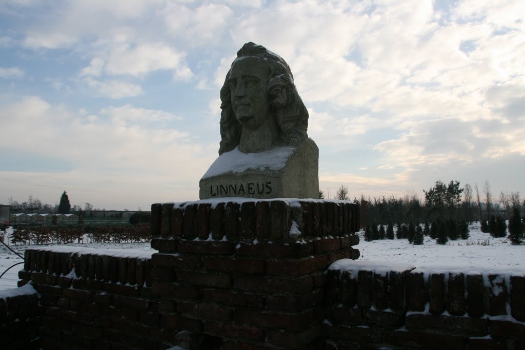 Kopstuk van Linnaeus, De Bilt. by Carl030nl