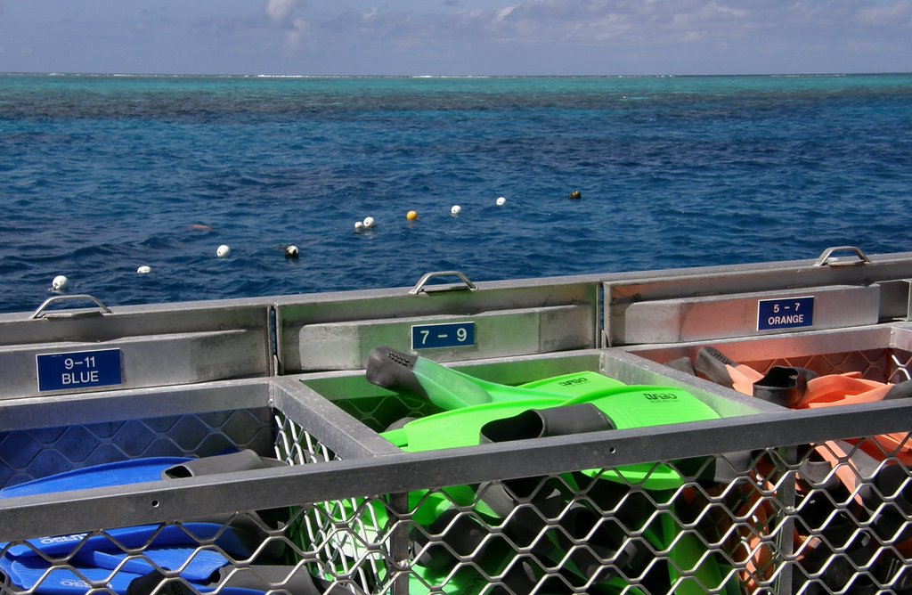 Bins of Fins (at Agincourt Reef) by Marilyn Whiteley