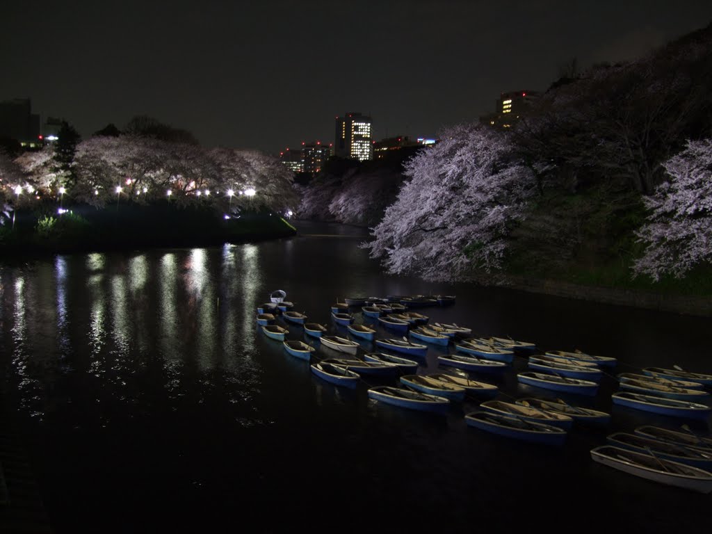 Sakuras in Tokyo Japan by edu68