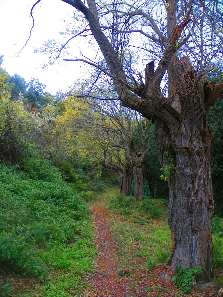 Boscos a Sant Gregori, al Gironès by jordi domènech