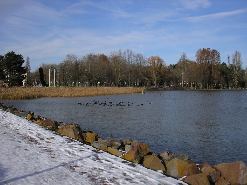 Balaton and ducks by m.s.e.