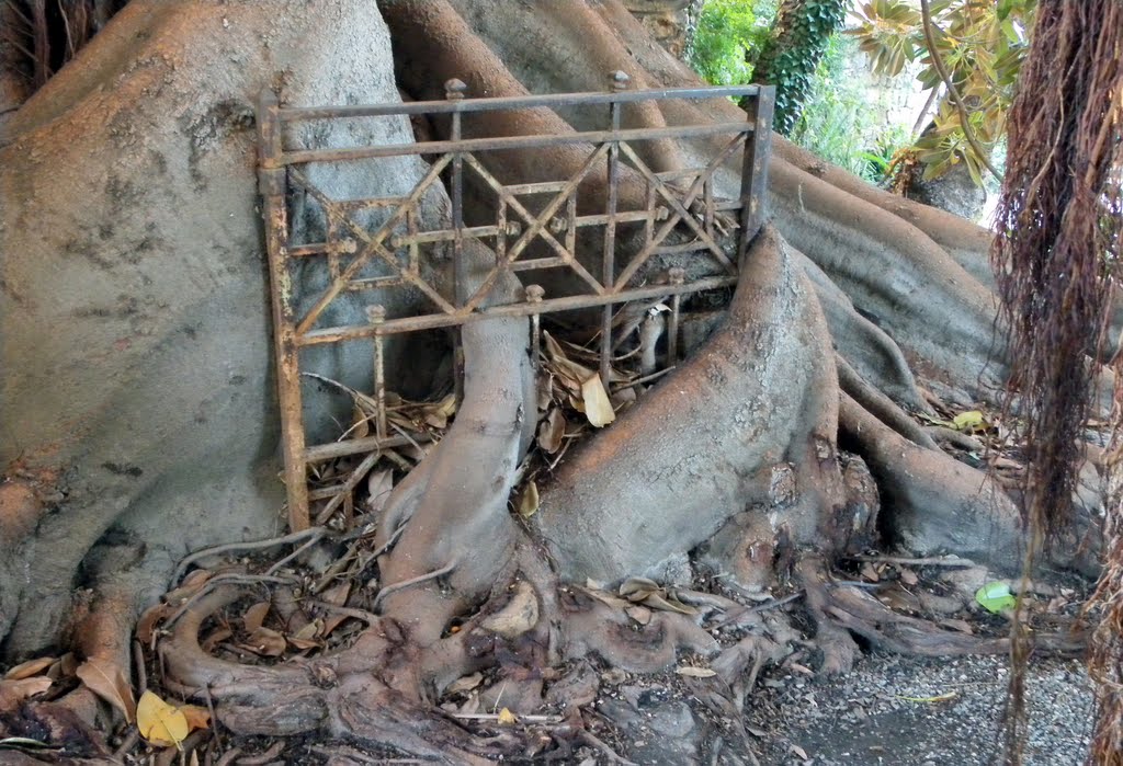 Bickenel Museum Bordighera The gate imprisoned by 'tree "Ficus magnolioides", centenerario Contest december2010 by esseil panoramio