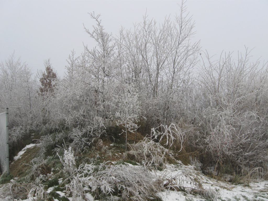 Sneeuw en rijp op de struiken by Netty van der Deen - Flikkema