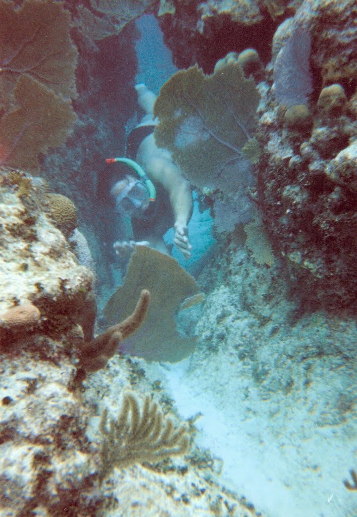 Buceando en un arrecife de la Isla de Roatán by C haydeé