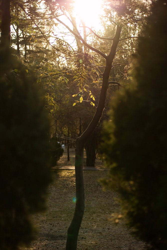 Naturaleza en Chapultepec II by Mara Rodriguez