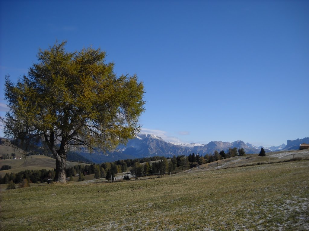 ALPE DI SIUSI by ANNA DANERI