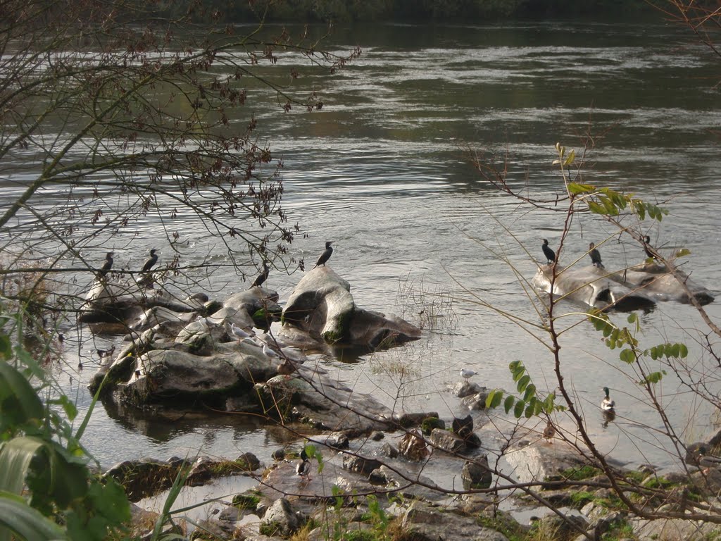 Cormoráns no Miño by Elcorty