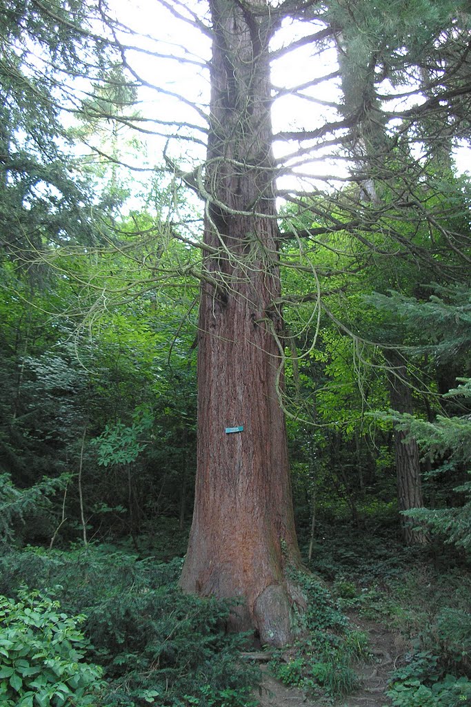 Velika sekvoja Vellingtonia - Big sequoia by Branko Novosel