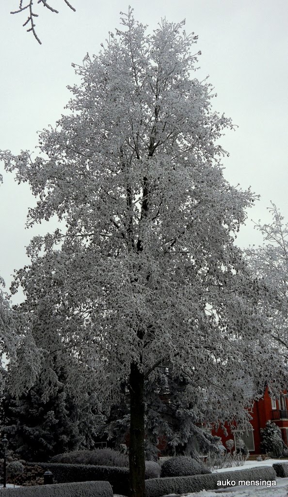 Boom in de winter by Auko Mensinga