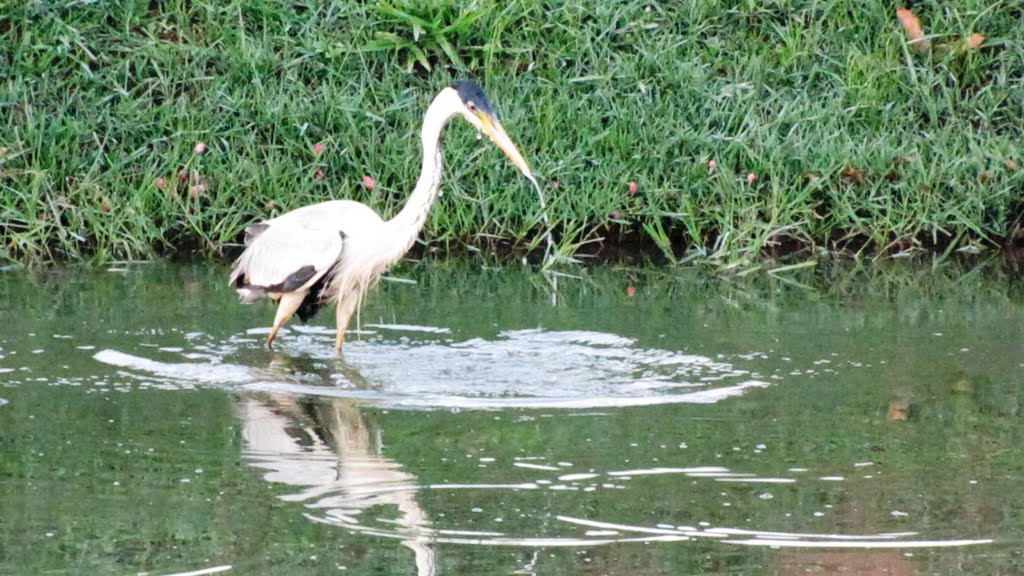 Garça-moura(Ardea cocoi) Cocoi Heron by Hiroshi Omachi