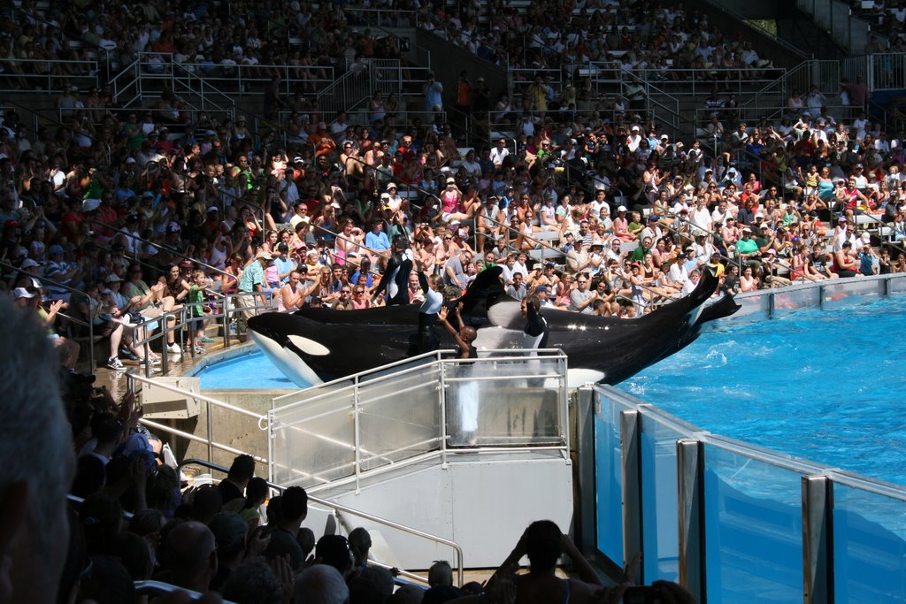 Sea World: Shamu Stadium by Francesco Giacomoni