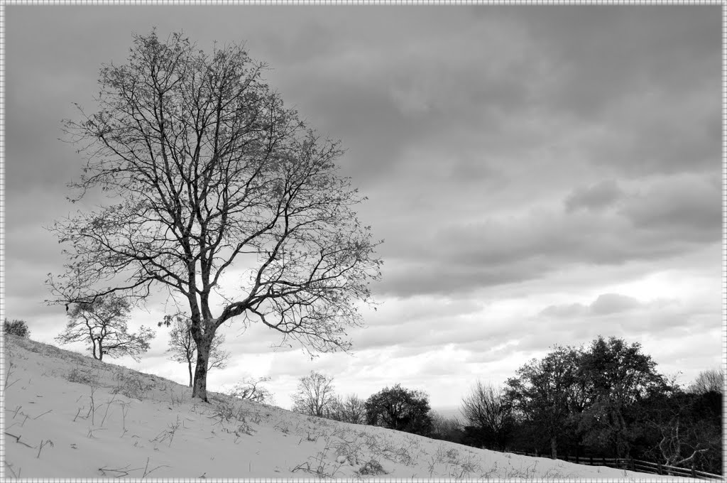 Arboles en B/N by Eugenio Perez