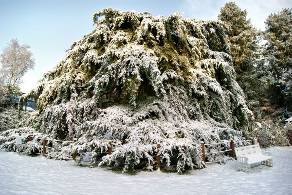 Cupressus macrocarpa pendula by dorian77