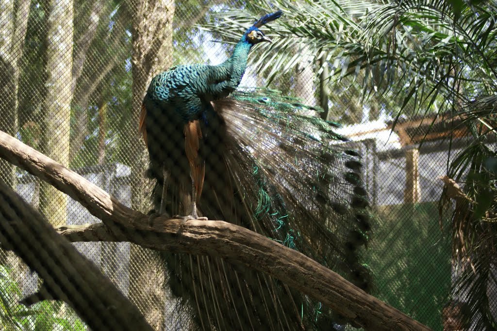 Pavão - Zoo/SP by Andre Pimentel