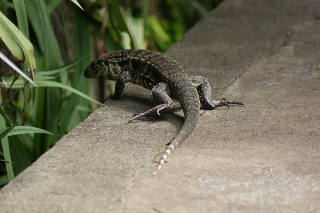 Lagarto - Zoo/SP by Andre Pimentel