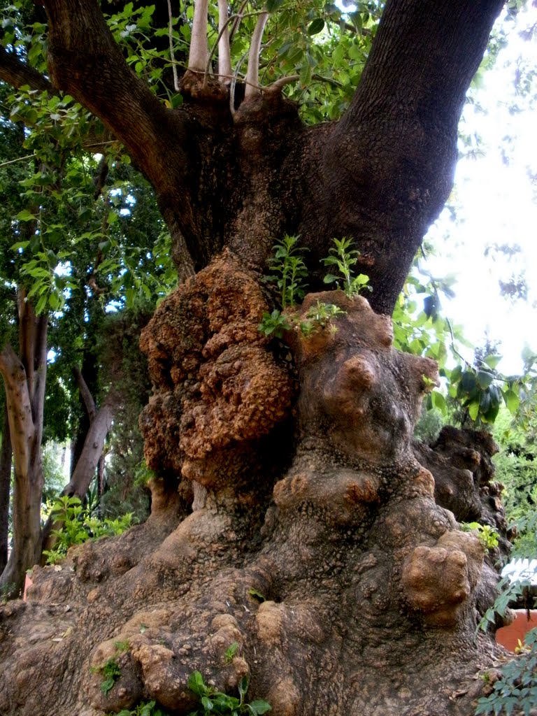 GDA - Siviglia,Jardines Reales Alcázares - 2008 by PINODALESSANDRO