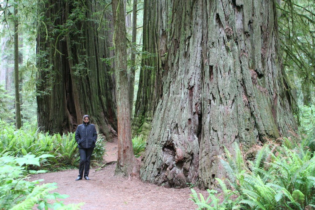 Sequoias de Reedwood State Park by R Melgar