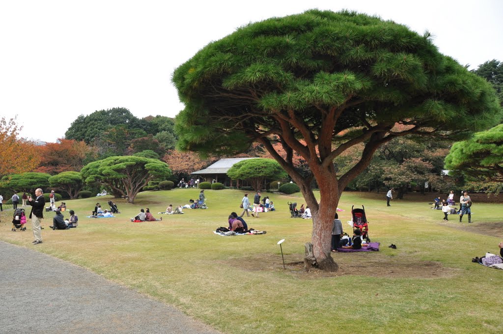 Công viên Shinjuku Gyoen by Tony Thai