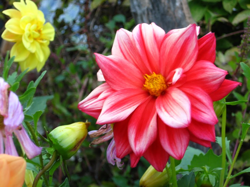 Summer in my garten, Zagreb-Croatia by paradero