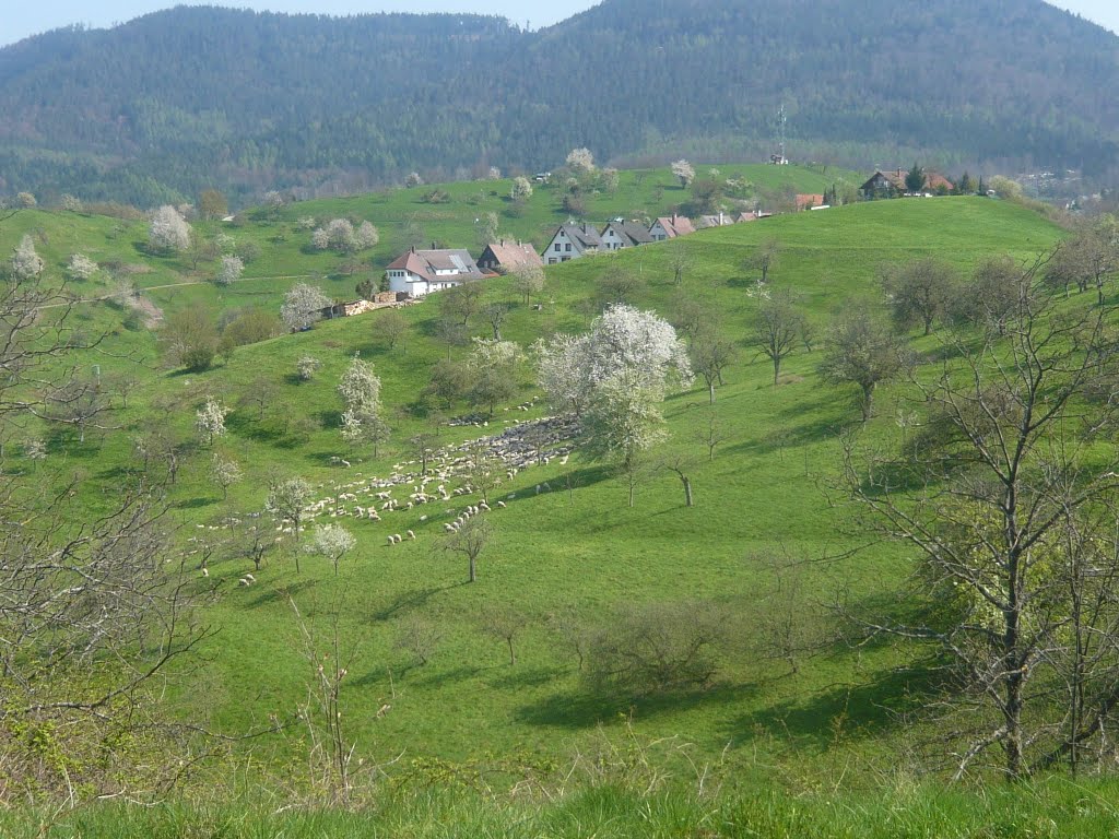 FRÜHLING in LOFFENAU, mit einer großen Schafherde. im Mai 2010 by Rennreifen