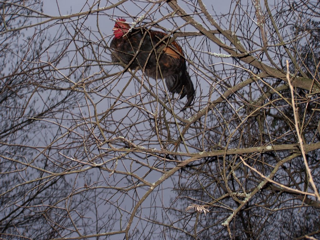 Gallinas voladoras by yoko_c45