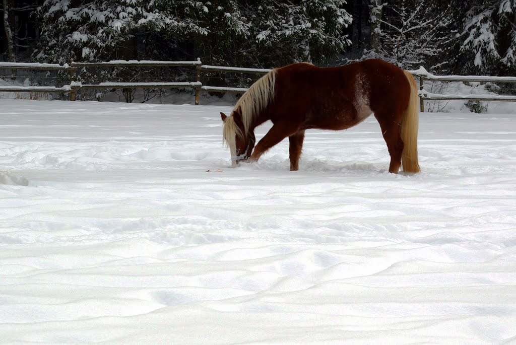 Futter unter dem Schnee by AndSch