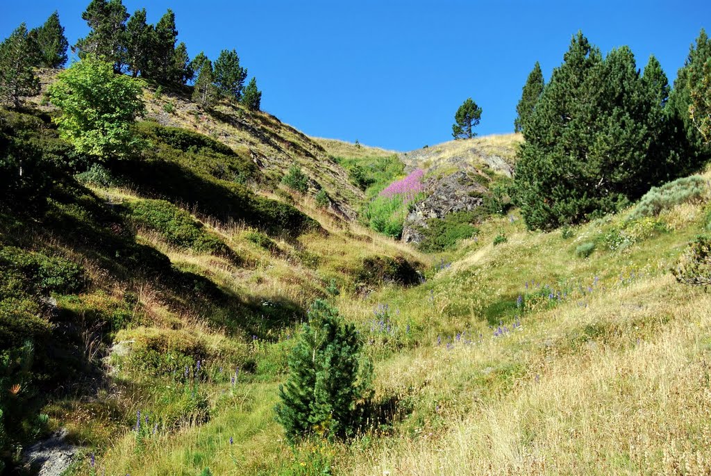 Proximitats del Coll de Conflent. by Marcel Puig Puig