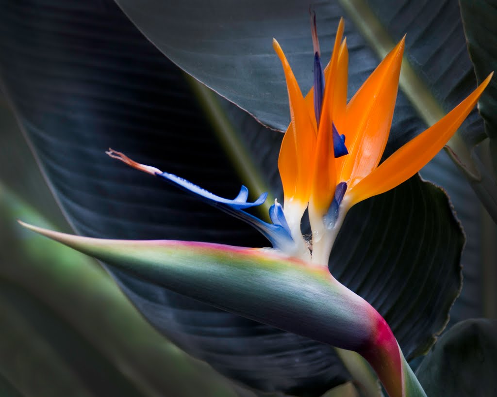 Bird of Paradise by Mike Schuelke