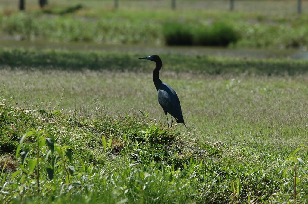 AveryIsland0406DSC_5937l by Peter Jansen