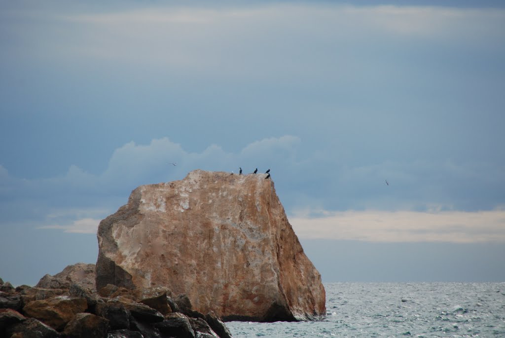 ¿CORMORANES? by adriumbi