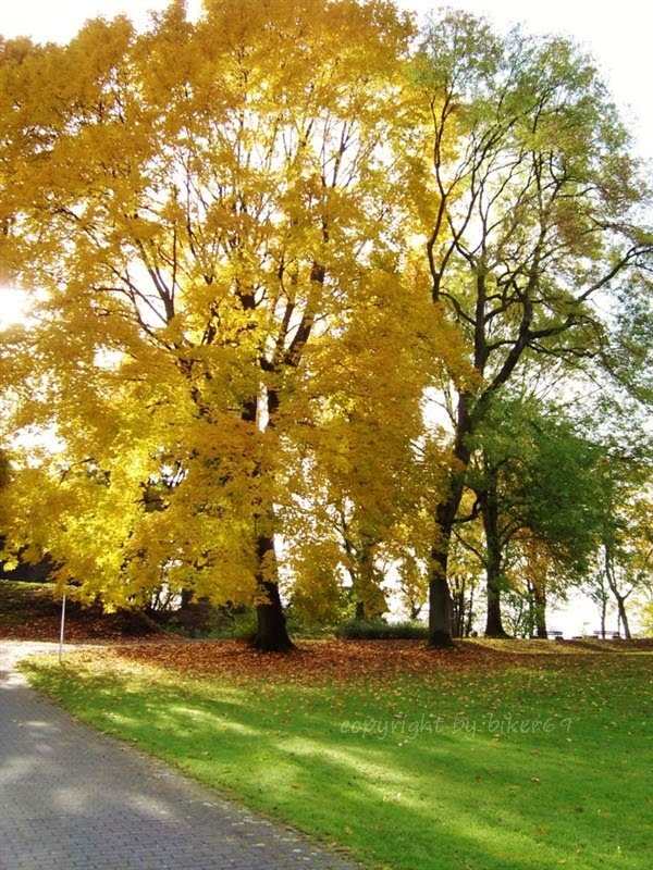 Goldener Herbst an der Ruine Hohen Syburg by Biker69