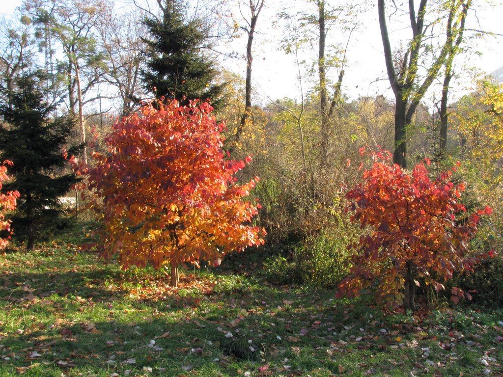 Botanical Garden O. Fomin by Vorontsov Vitalii